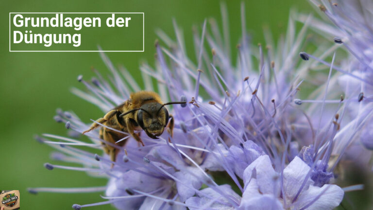 03 Wissen-Snack: Grundlagen der Düngung